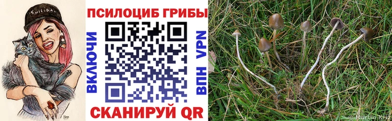 гидра вход  Невьянск  Псилоцибиновые грибы Psilocybe  сколько стоит 